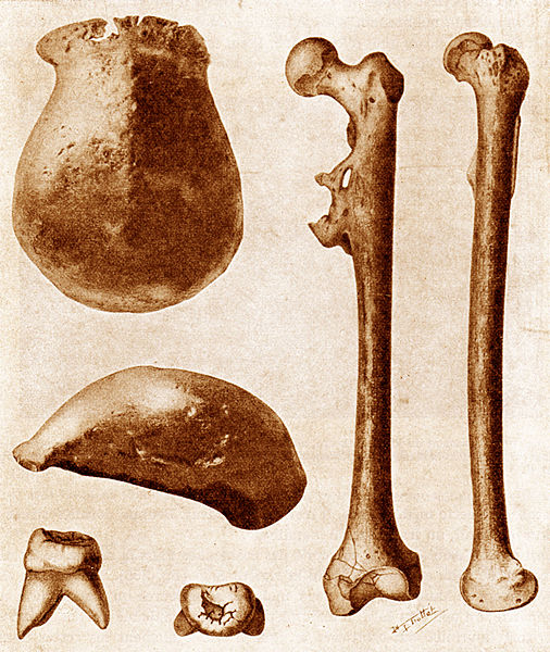 Original fossil bones of Pithecanthropus erectus (now Homo erectus) found in Java in 1891. (Click on image to view larger.)